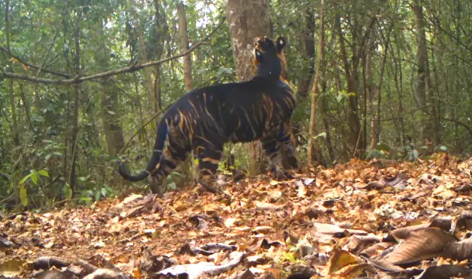 Viral Video Rare Black Tiger Spotted In Odishas Similipal National Park Caught Marking Its