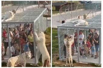 Viral Video: In This Unique Zoo, Humans Are Imprisoned in Cages While  Animals Roam Free | Watch