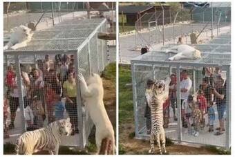 Viral Video: In This Unique Zoo, Humans Are Imprisoned in Cages While Animals Roam Free | Watch Viral Video: In This Unique Zoo, Humans Are Imprisoned in Cages While Animals Roam Free | Watch