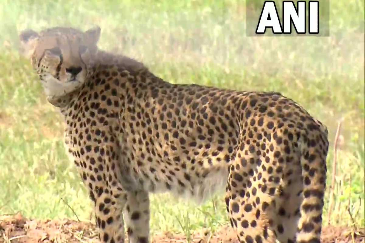 india-hopes-to-see-birth-of-cheetah-in-7-decades