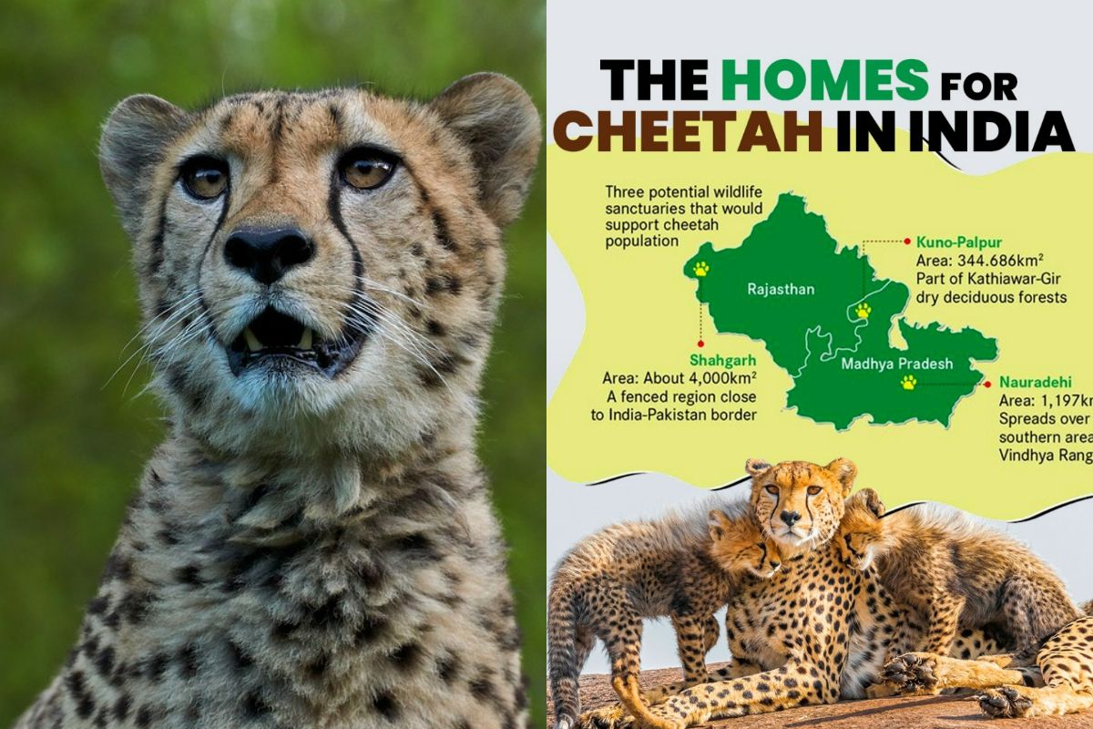 PM Modi birthday Why Kuno National Park Chosen To Be The New Home For  Cheetahs From Namibia South Africa