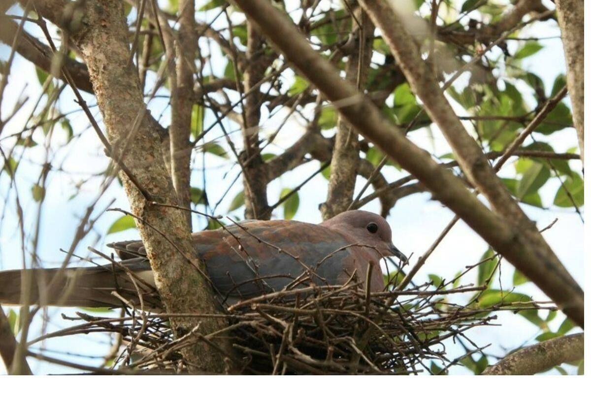 How do birds make their nests?  Technology News - The Indian Express