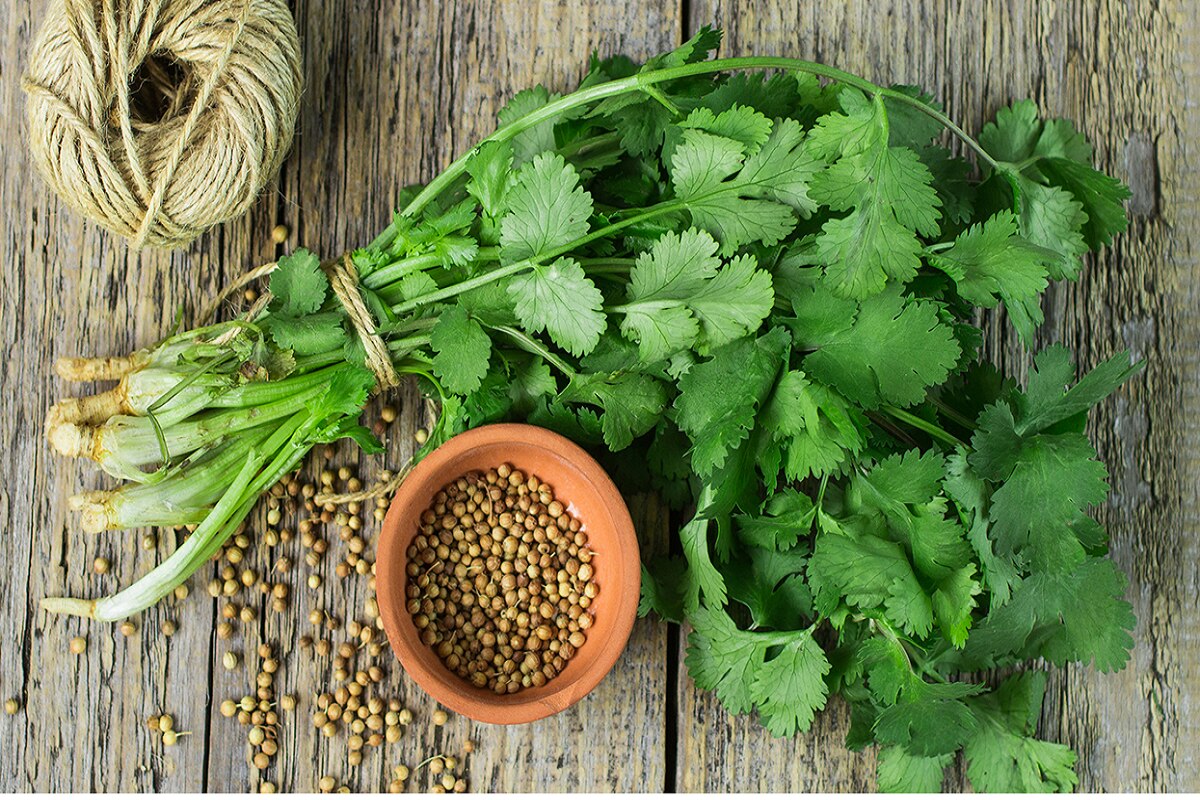 Coriander Benefits वजन कंट्रोल करण्यासह आरोग्यही चांगले ठेवते कोथिंबीर