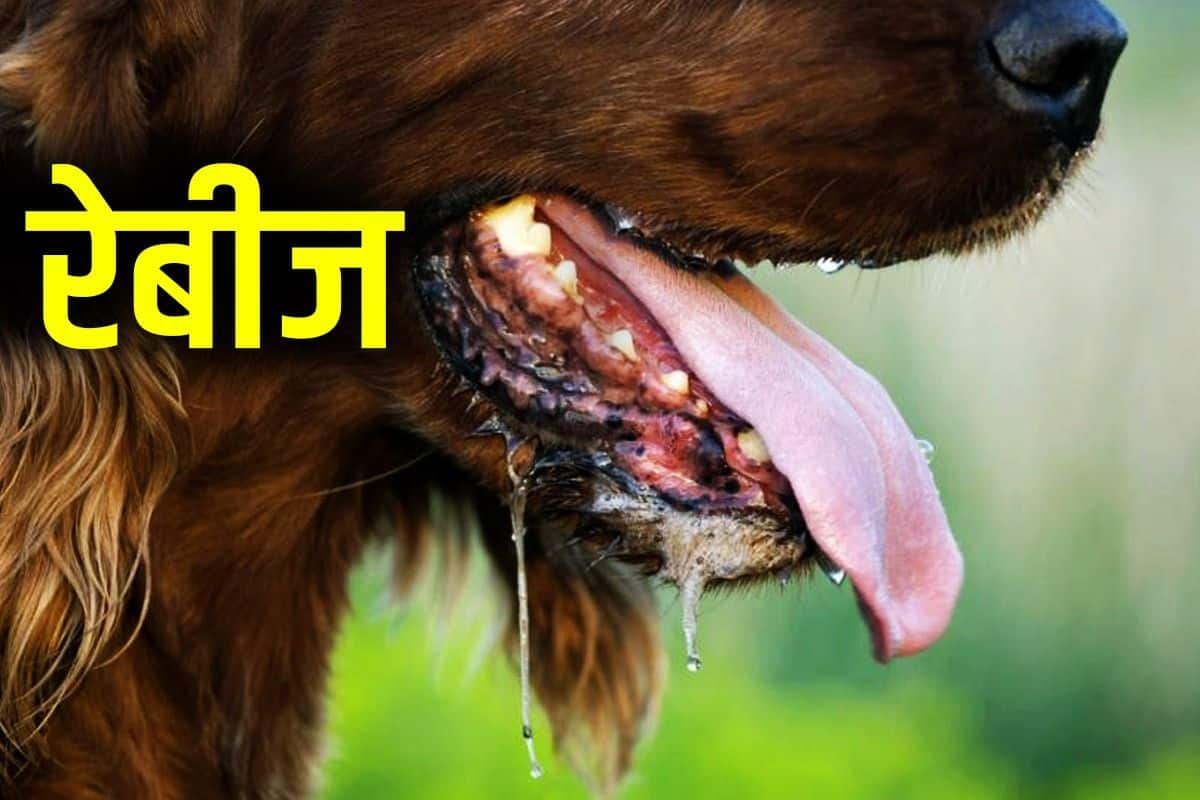 Dog bite outlet symptoms in hindi