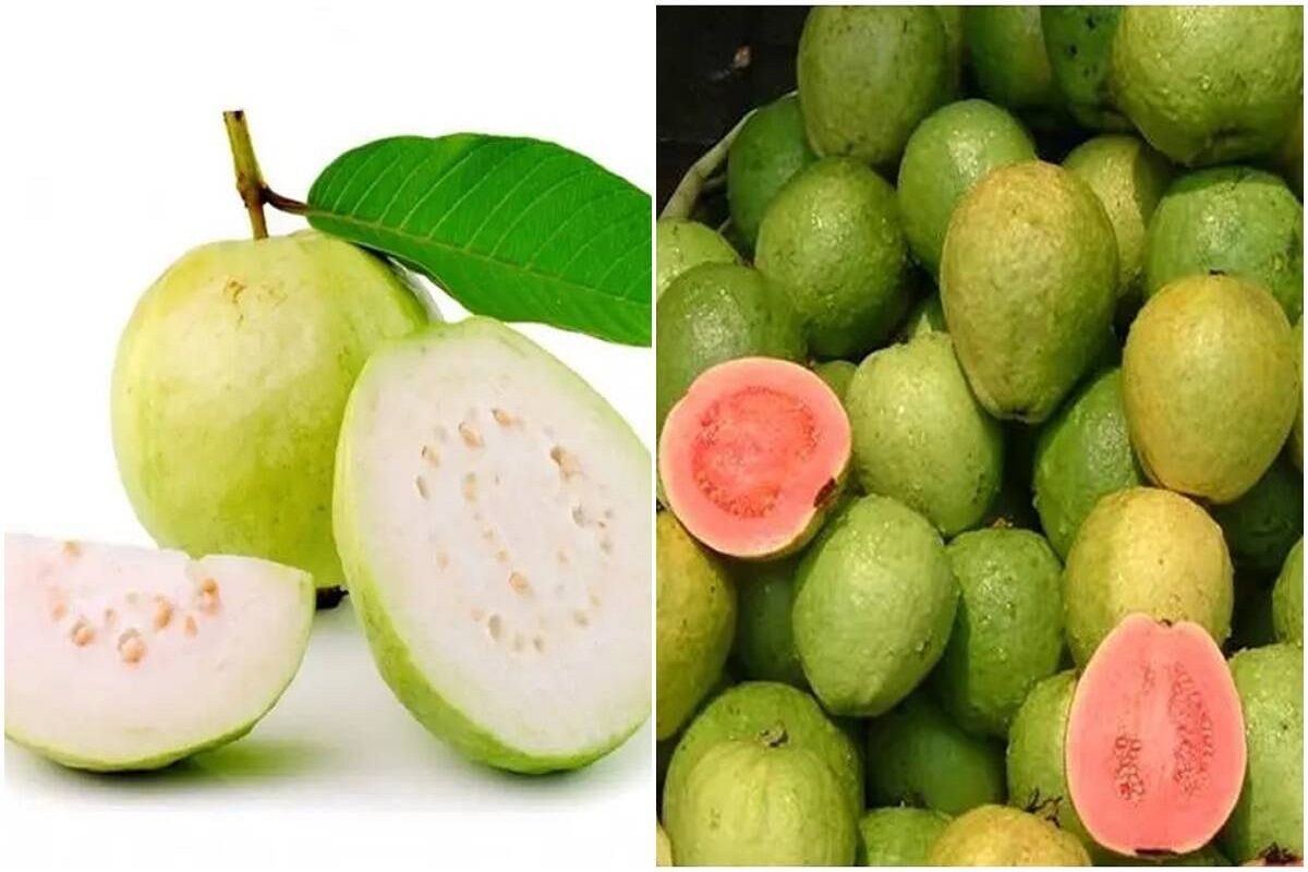 White or Pink Guava: गुलाबी या फिर सफेद...जानिये कौन-सा अमरूद है सेहत के  लिए फायदेमंद