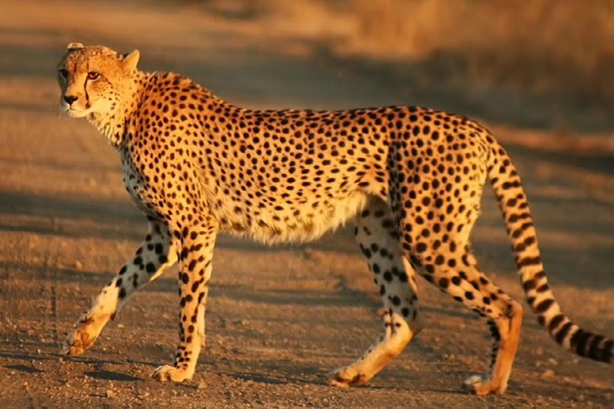 Project Cheetah : 70 वर्षांनंतर भारतात होणार चित्त्यांचं दर्शन