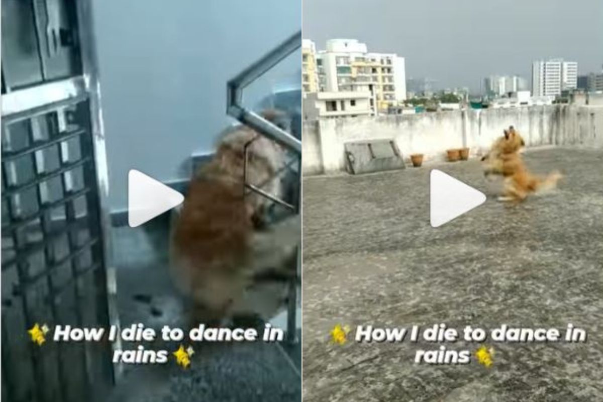 Pet Dog Runs Up To Terrace To Dance in Rain, Viral Video Will Make Your