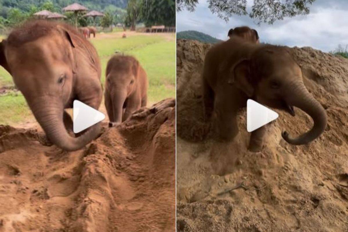 Baby Chaba — The Elephant Project