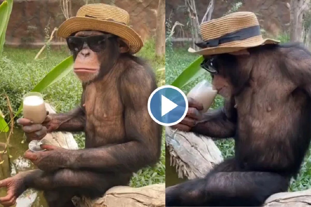 Viral Video: Cool Monkey Wears Hat, Sunglasses And Enjoys Drinking  Milkshake. Netizens Are Jealous