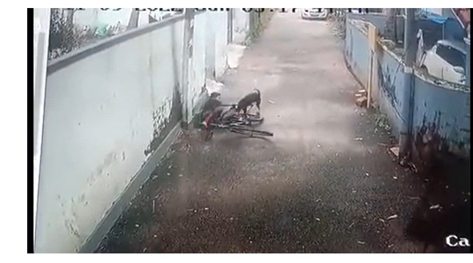 Viral Video: Dog Jumps On Boy Riding Bicycle, Attacks Him Viciously in Kerala Village