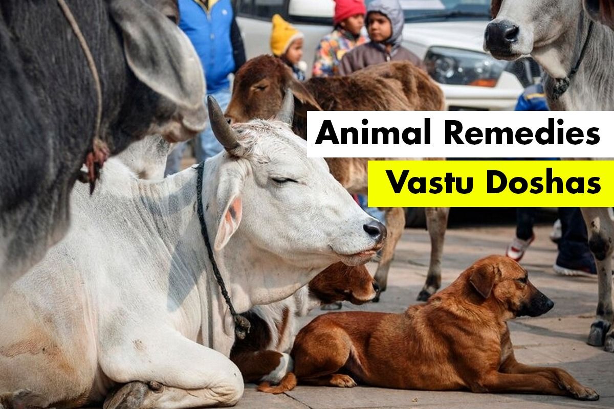 Vastu Dosha: 5 Animals That Can Help You in Getting Rid of Negative  Energies in Life