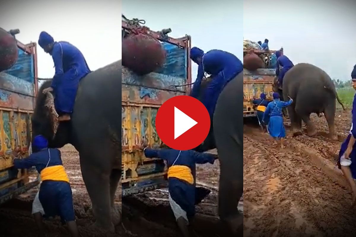 Hathi Ka Video कीचड़ में फंसे ट्रक को तुरंत बाहर निकाल लाया हाथी, खुशी