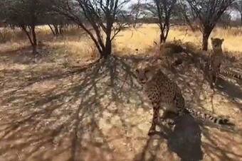 First Visuals of Cheetahs Being Transported From Namibia to India Emerges |  WATCH