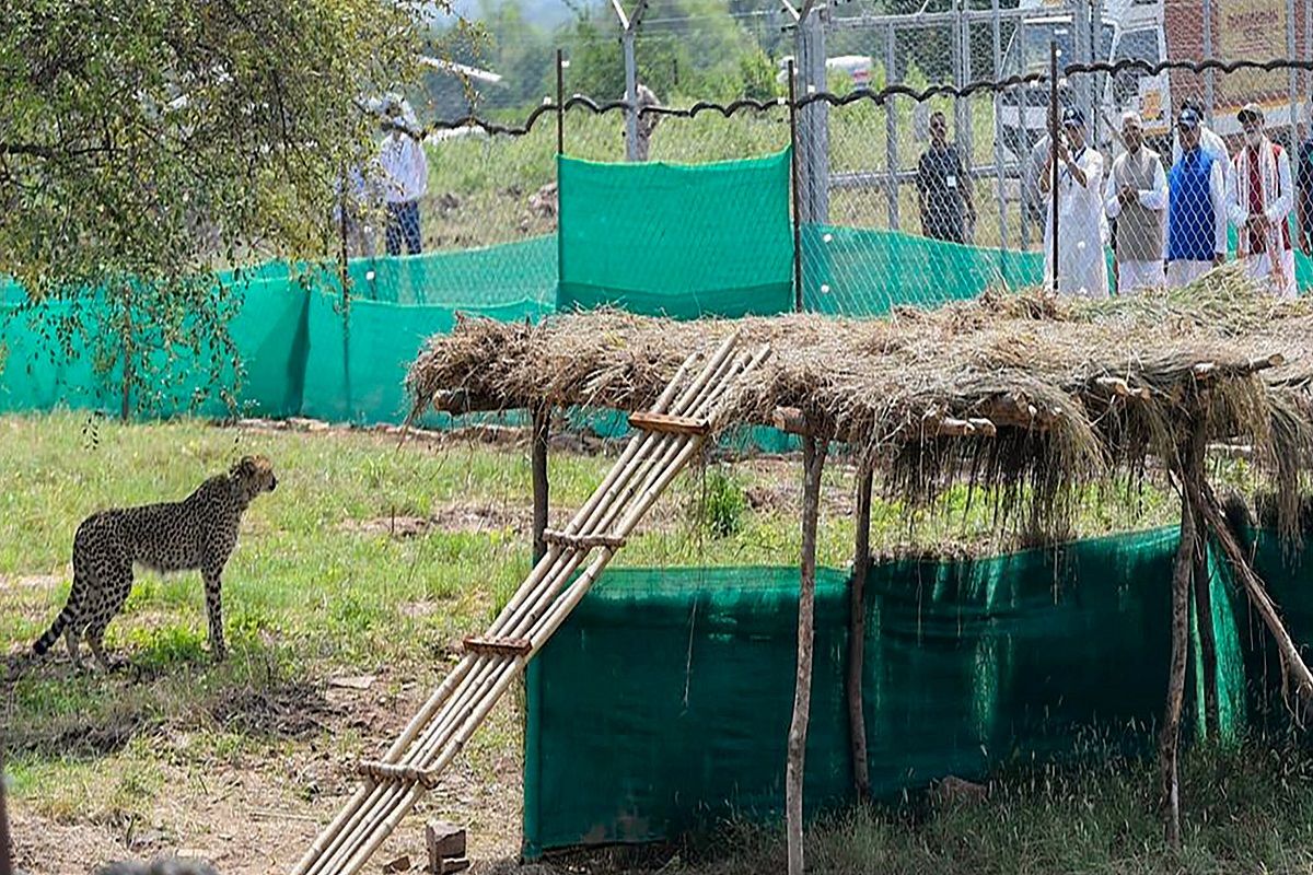 As Cheetahs Set Foot In Kuno, Property Rates Shoot Up in THESE Villages Of Madhya Pradesh