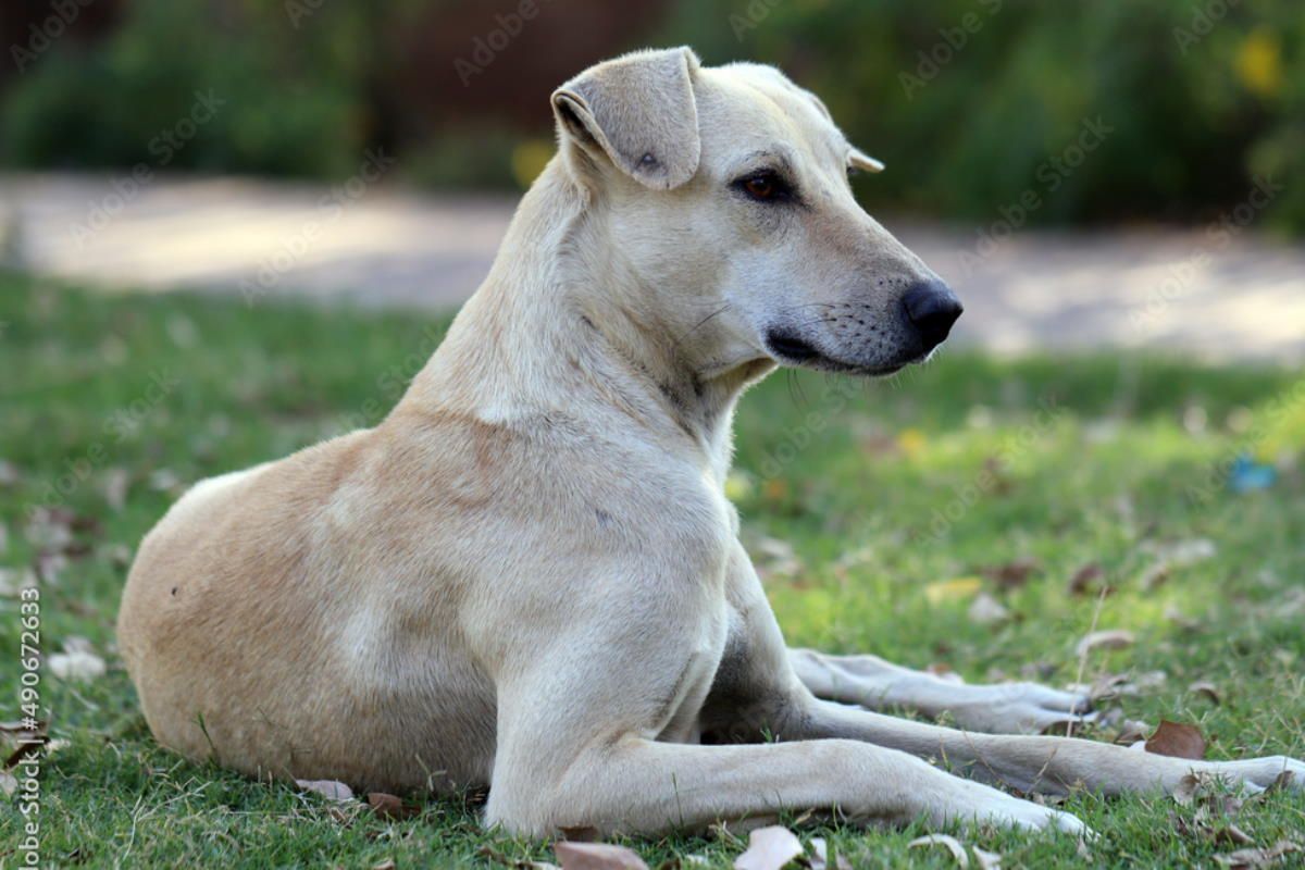 Man Shoots Dog Dead For Barking at Him in Bengaluru