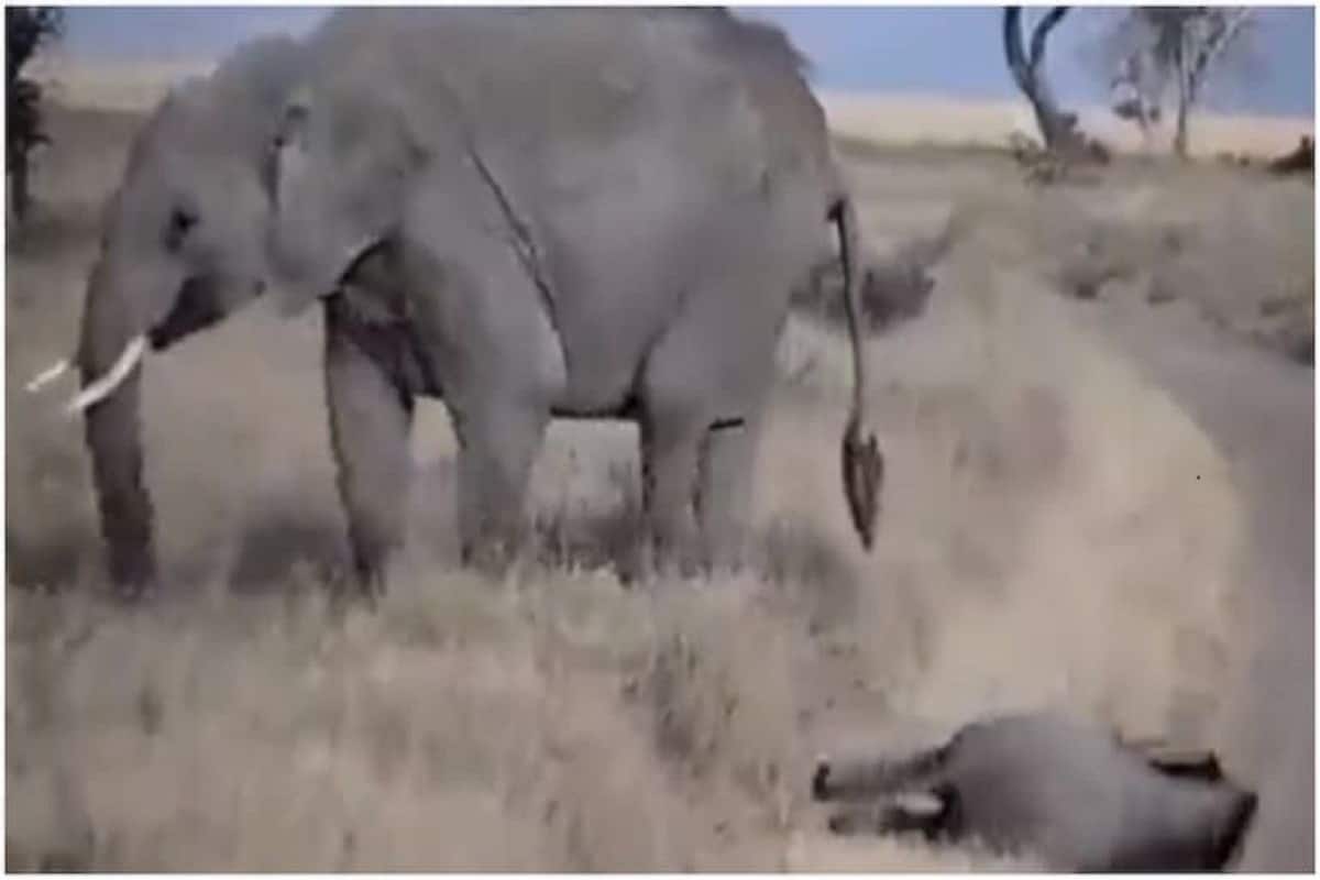 Viral Video: Baby Elephant Throws Tantrum, Lies Down on Road, His Mother  Reacts in This Hilarious Way