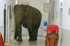 Viral Video: Angry Elephant Chases Off Safari Jeep, Leaves Tourists