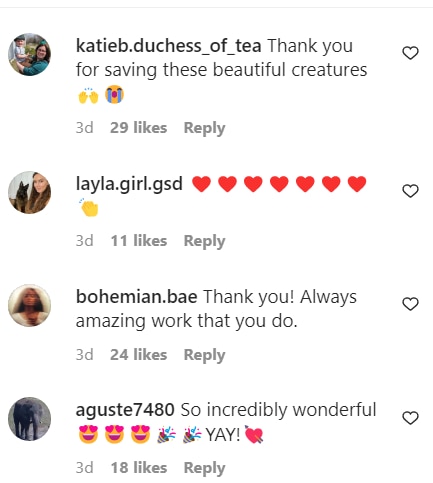 Viral Video: Elephants Rescued After Being Stuck in Mud For 2 Days