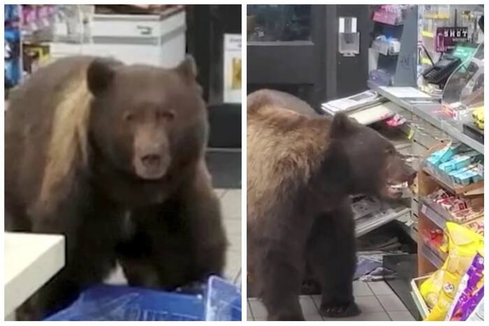 Viral Video: Hungry Bear Wanders Into Supermarket, Feasts on Snacks ...