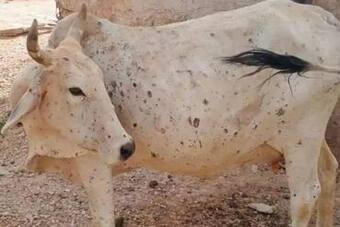 Lumpy Skin Disease Update: Maharashtra to Vaccinate Cattle For Free to Check Spread of Virus Lumpy Skin Disease Update: Maharashtra to Vaccinate Cattle For Free to Check Spread of Virus