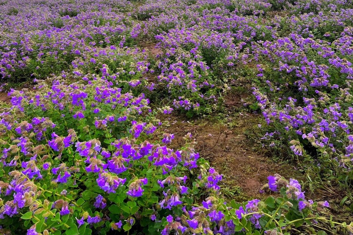 Video Rare NeelaKurinji Flowers Bloom In Chikmagalur Once In A Blue 