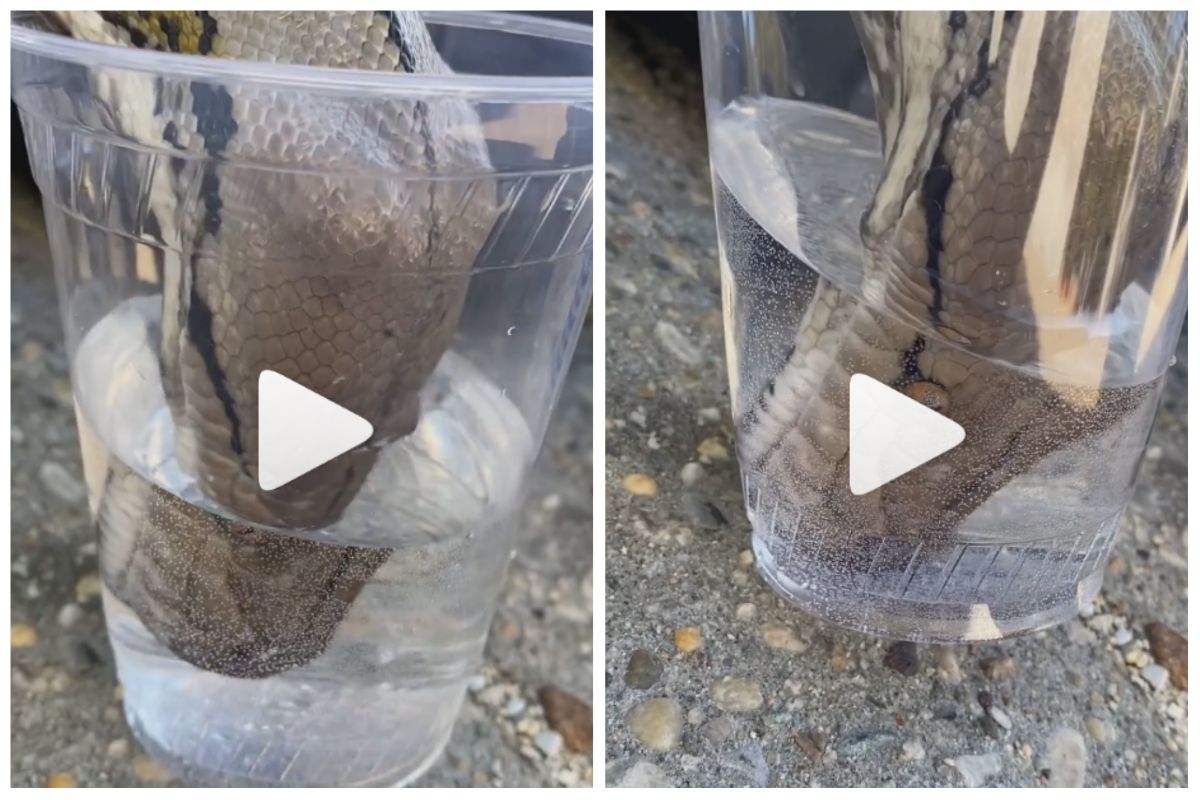 Viral Video: Thirsty Python Drinks Water From Glass Within Seconds ...