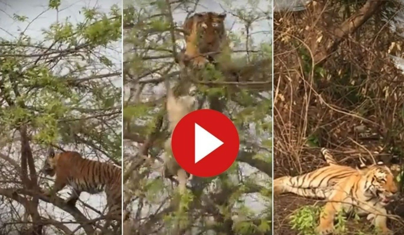Viral Video: Monkey Plays Hilarious Mind Game With Tiger, Makes ...