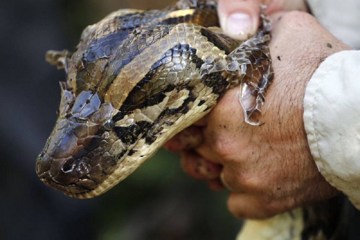 Viral Video: Thirsty Cobra Drinks Water From A Glass, Internet Stunned