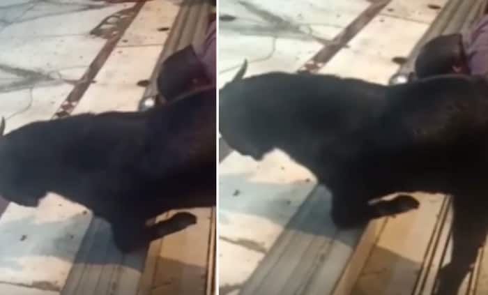 Viral Video: Goat Seen Praying, Kneeling Down to Lord Shiva During ...