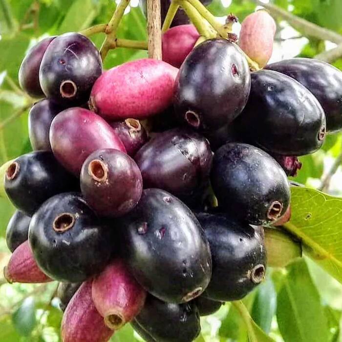 Black Currant for Good blood circulation