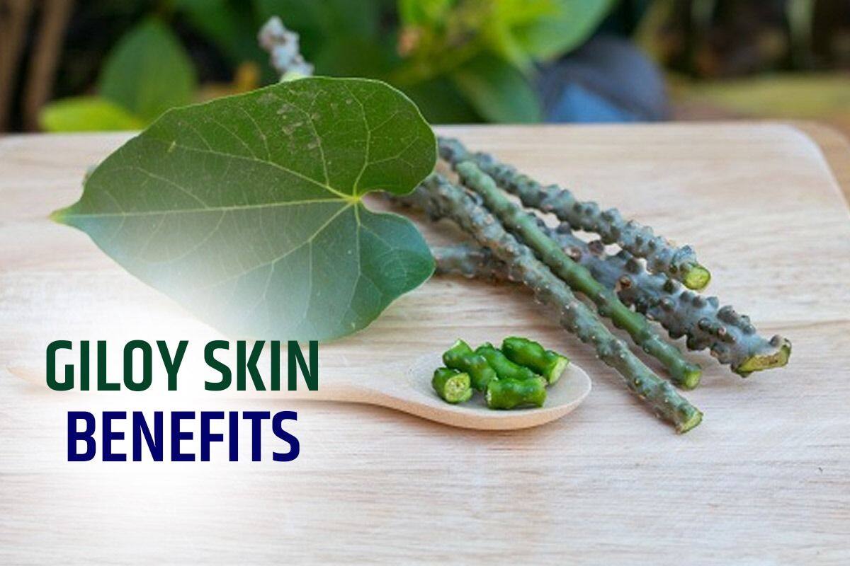 Giloy Skin Benefits 6 Reasons Why You Need to Use This Medicinal