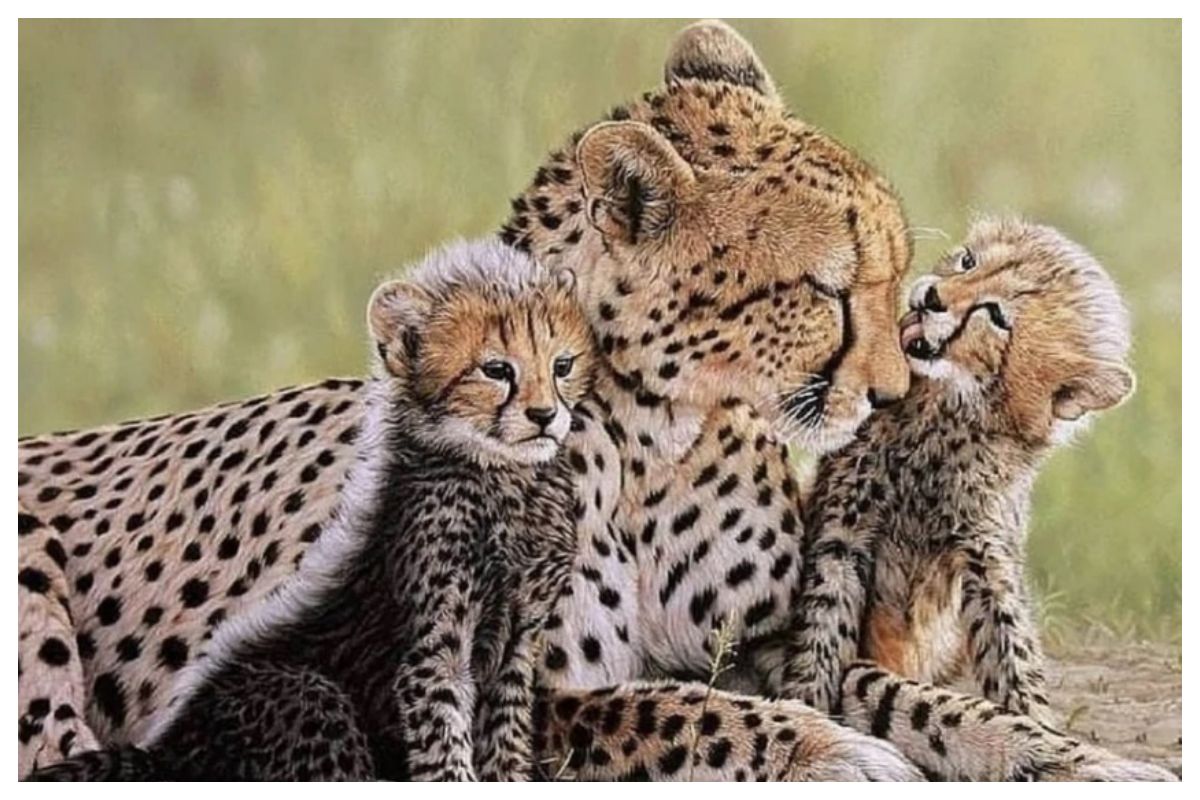 happy-news-cheetah-babies-might-be-on-the-way-at-kuno-national-park