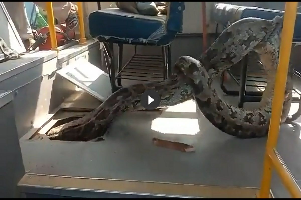 Viral Huge Python Crawls Inside School Bus In UP Rescued By Forest  Officials Watch Video