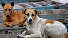 These 11 Dog Breeds Face Ban In Gurgaon – Full List Here
