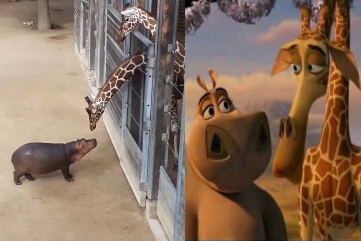 Viral Video: Baby Hippo Meets Baby Giraffe, Their Love Reminds Netizens Of  Madagascar. Watch