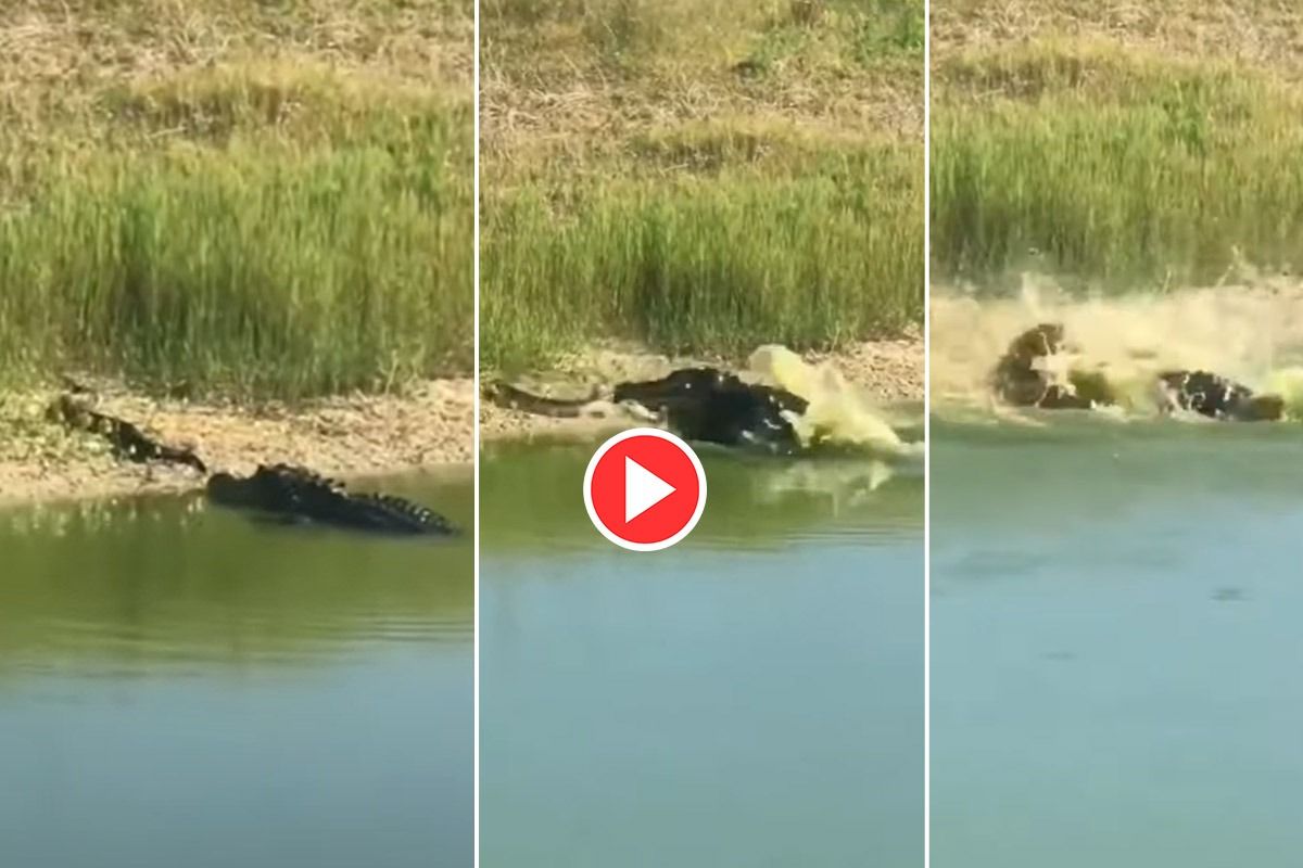 Viral Video: Crocodile Faces Off Against Python Then Sneakily Attacks ...