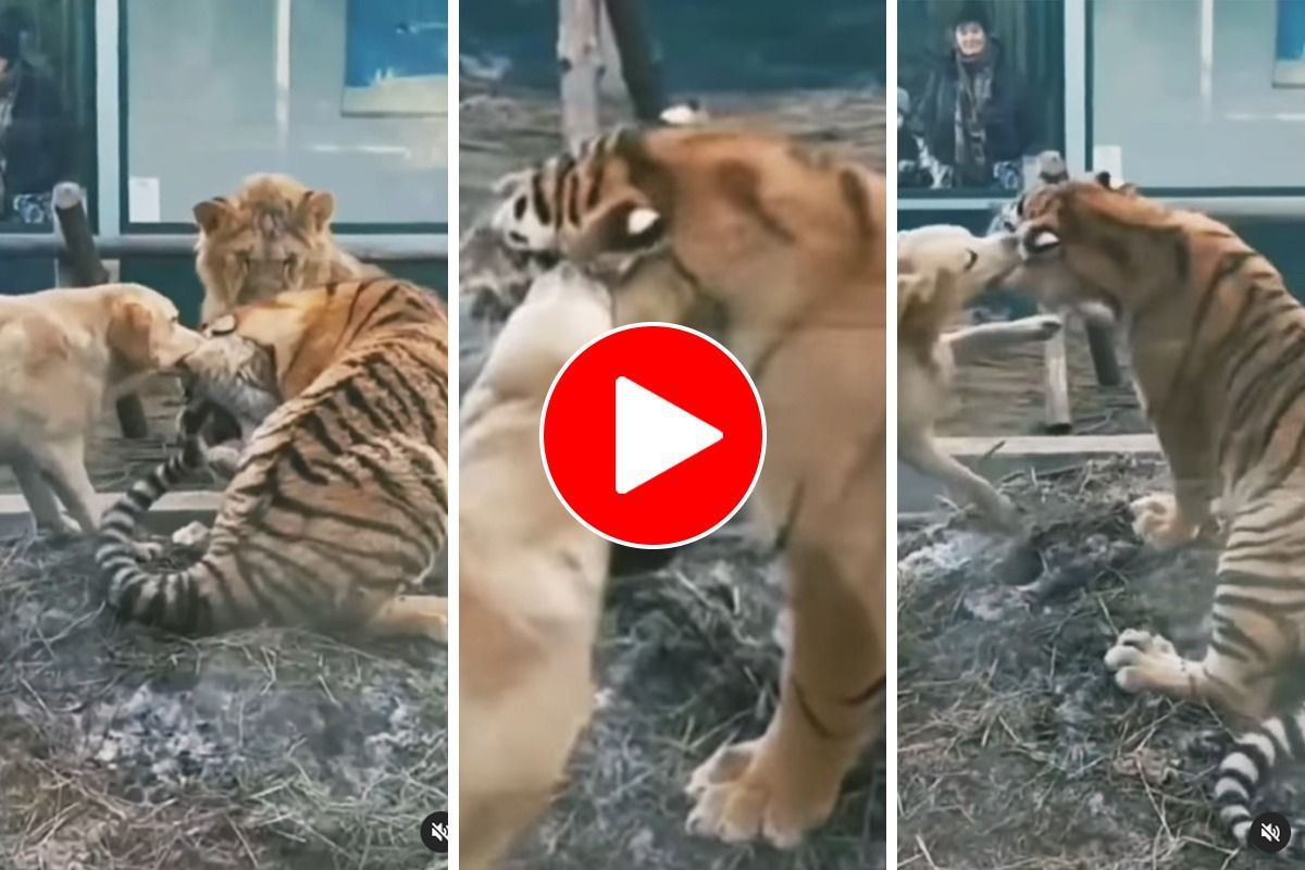 Viral Video: Dog Tries To Bite Off Tiger's Ear, Lion Stands Nearby To Watch  Them Fight
