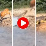 Viral Video: Crocodile Attacks Deer Drinking Water From River, What Happens Next Will Leave You Stunned. Watch