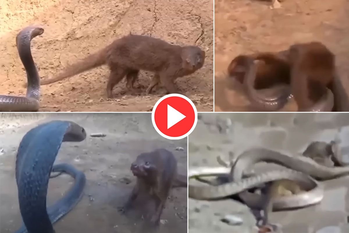 Viral Video: King Cobra And Mongoose Fight To Death, Watch Who Wins