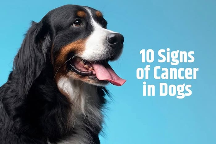 Dog Cancer Signs: 10 Warning Symptoms to Look Out For