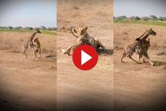 Viral Video: Mother Giraffe Saves Her Baby From Lioness, Makes Her Run.  Watch