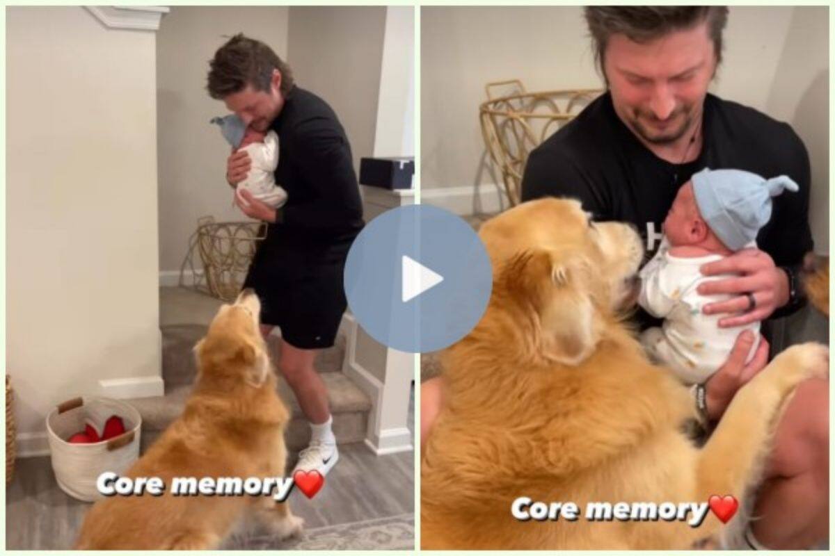 Golden Retriever Has Most Joyful Response to Meeting New Puppy Sibling