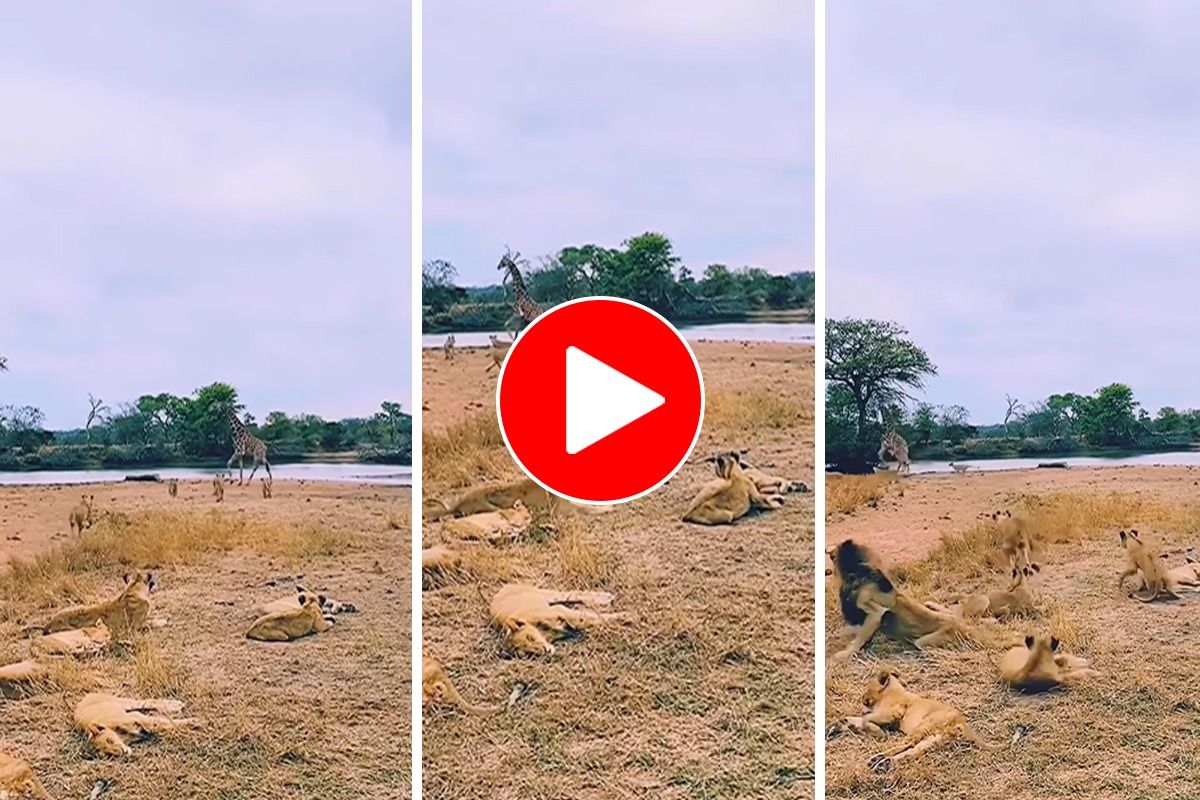 Viral Video: Pack of 20-25 Lions Attack a Lone Giraffe, Watch What