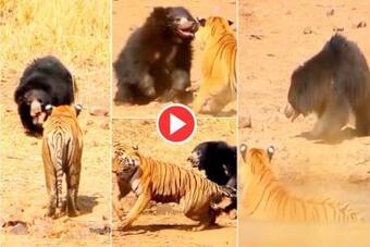 Viral Video: Bear and Tiger Fight Fiercely Like Baloo and Sher Khan in Jungle Book. Watch Viral Video: Bear and Tiger Fight Fiercely Like Baloo and Sher Khan in Jungle Book. Watch