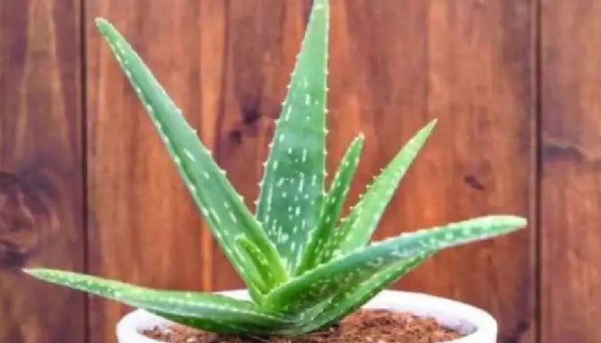 ग्वारपाठा का गूदा करता है बड़े काम, सिरदर्द में मिलता है आराम…गंजे के ...