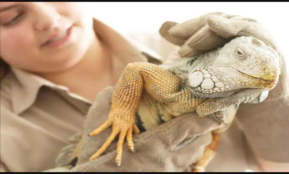 World Animal Day 2022 