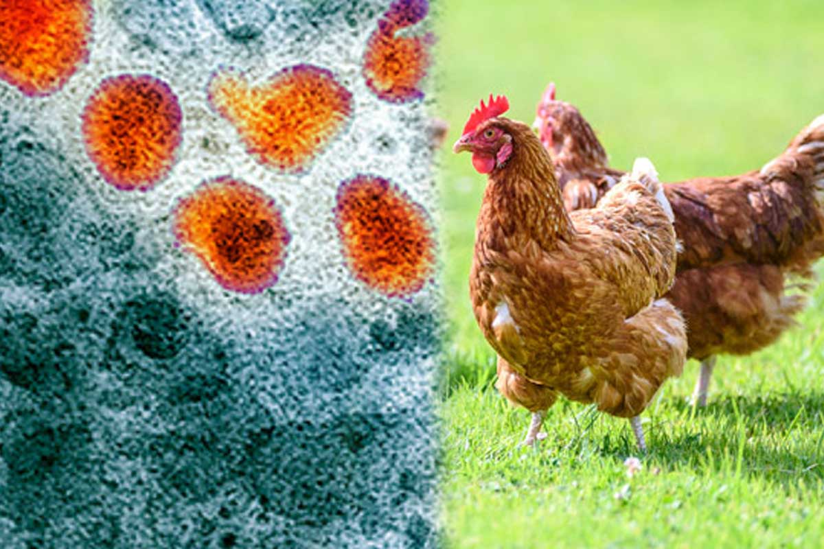 Bird Flu एवियन इन्फ्लूएंजा क्या है, इंसानों में भी फैल सकता है यह वायरस