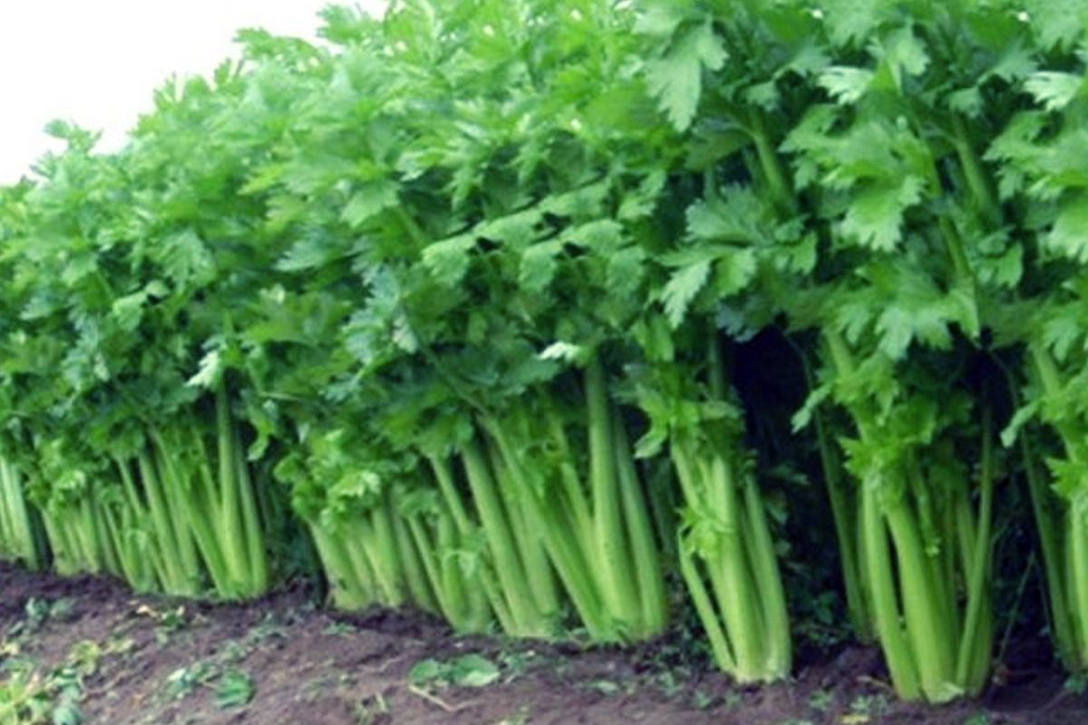 इन फायदों के बारे में जान लेंगे तो सुबहशाम धनिया पत्ती और धनिया पाउडर