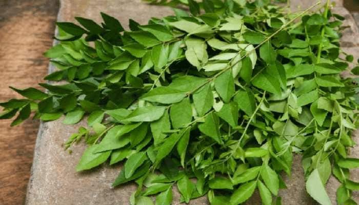 Kadi patta helps in lose weight