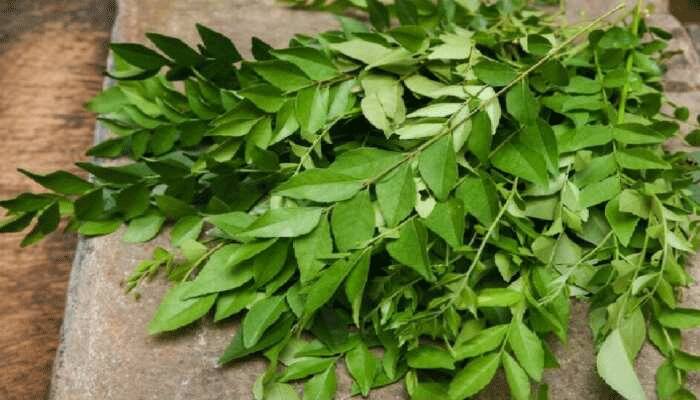 Curry leaves helps in cough